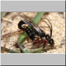 Methocha ichneumonides - Trugameise 01c 8-10mm Paarung.jpg